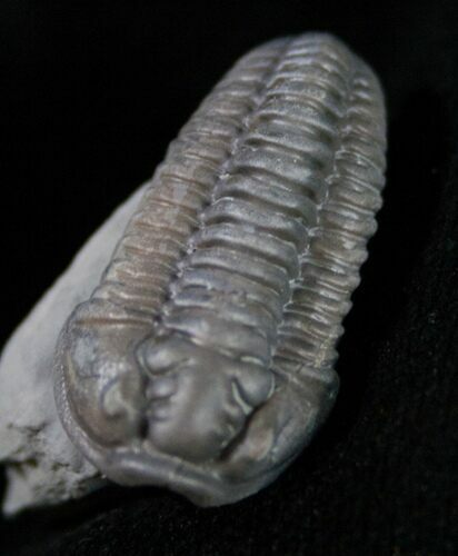 Beautiful D Flexicalymene Trilobite - #9217